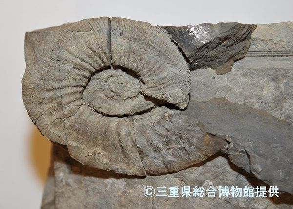 【三重県鳥羽市】「鳥羽水族館」で古代生物の企画展！生体やレプリカの展示・恐竜飼育の架空映像など