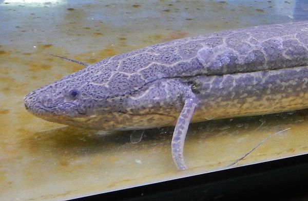【三重県鳥羽市】「鳥羽水族館」で古代生物の企画展！生体やレプリカの展示・恐竜飼育の架空映像など
