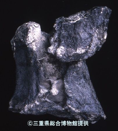 【三重県鳥羽市】「鳥羽水族館」で古代生物の企画展！生体やレプリカの展示・恐竜飼育の架空映像など