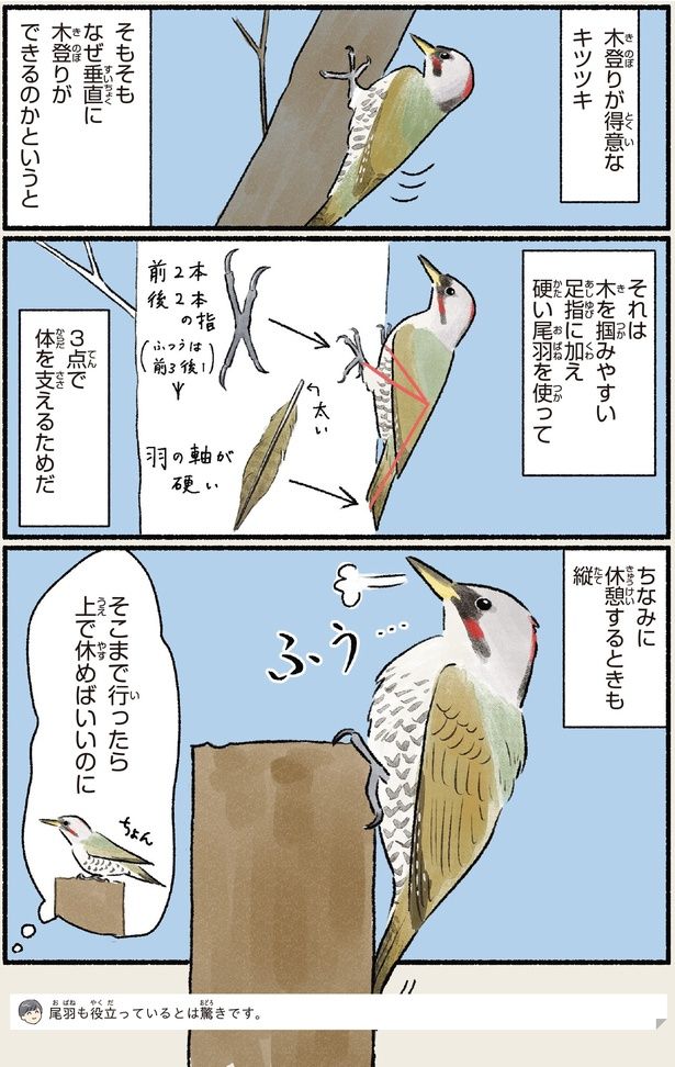 木登りが得意なキツツキ （C）piro piro piccolo／KADOKAWA