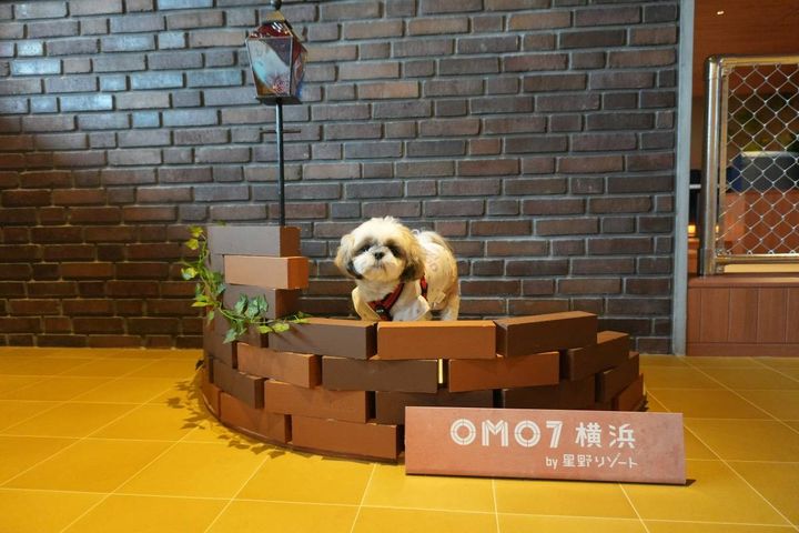 「OMO7横浜 by 星野リゾート」のドッグラウンジで過ごす犬