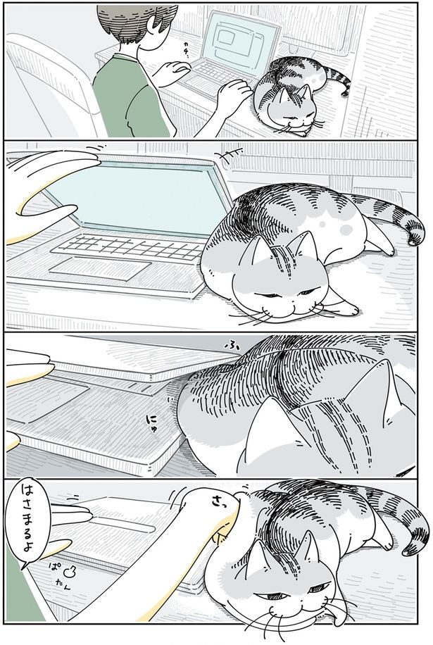 はさまりそうなネコ （C）キュルZ／KADOKAWA