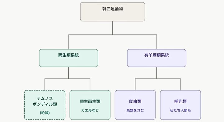 「両生類の先祖グループ」と「爬虫類や哺乳類の先祖グループ」は早い時期に枝分かれ増しました