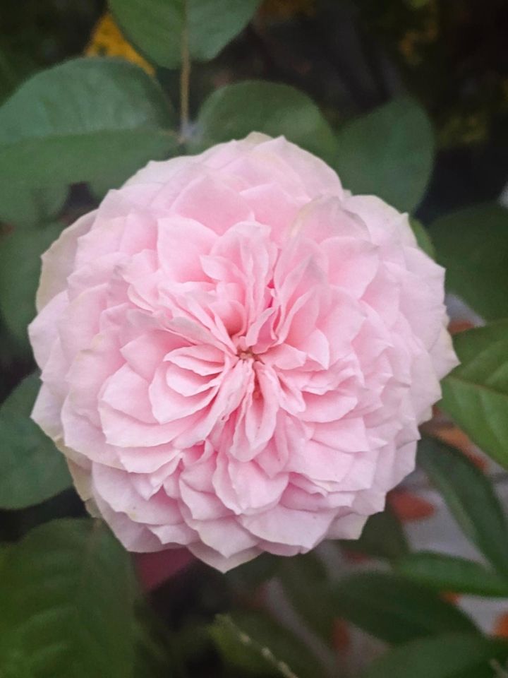 花弁の短いロゼット咲きで、反り返るように開花するユニークな花形のイングリッシュローズ。ダリア咲きと表現する人もいます。