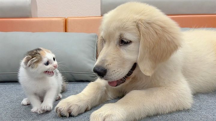 犬を警戒する子猫