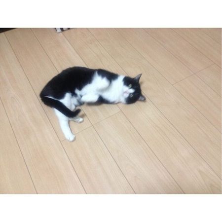 愛犬・愛猫が本になる！家族・友人へ贈れる「うちのこ写真集」ギフト版がスタート