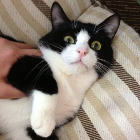 愛犬・愛猫が本になる！家族・友人へ贈れる「うちのこ写真集」ギフト版がスタート