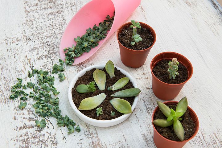 多肉植物の挿し木