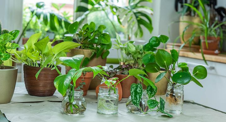 観葉植物の挿し木
