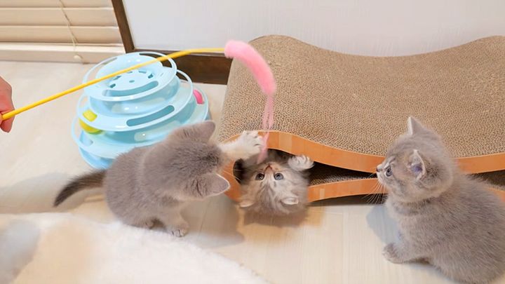 オモチャで遊ぶ子猫達