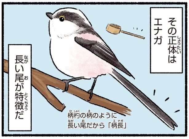 長い尾が特徴だ （C）piro piro piccolo／KADOKAWA