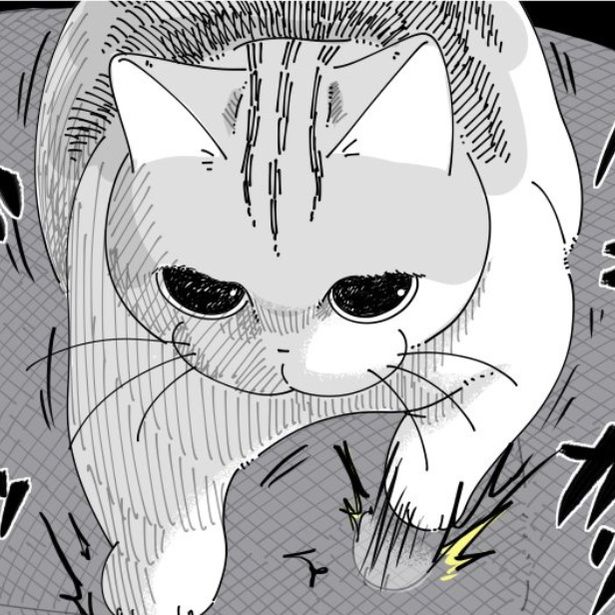 椅子の上でツメ研ぎを始める猫 画像提供：キュルZ@kyuryuZ