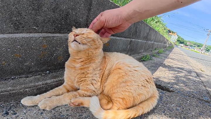 ナデナデされる猫