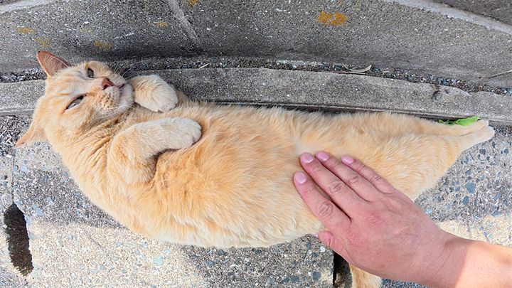 バナナみたいになった猫
