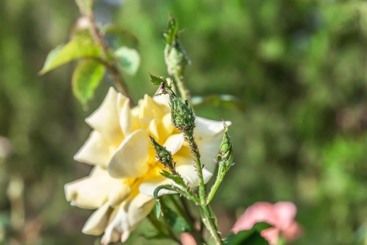 せっかくの花がアブラムシのせいで台無しに。耐病性が高いバラであっても害虫の被害は発生します。こまめに見回り、見つけたらすぐ処理しましょう。
