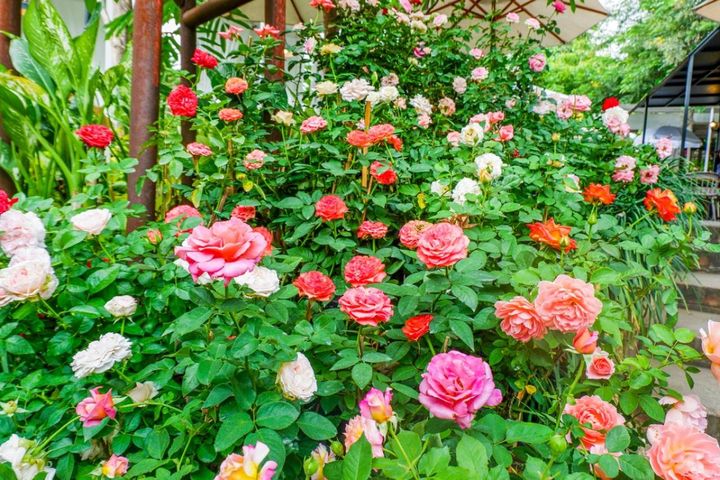 カフェや公園など人の集う場所では、バラはできる限り低農薬で育てたい。耐病性の高い品種がますます求められるようになるでしょう。