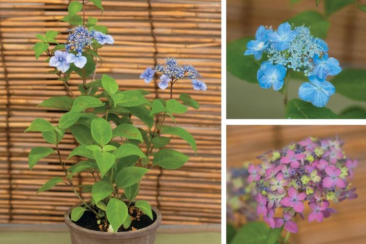 次の開花に差が出る！【鉢植えのヤマアジサイ】の植えかえのタイミングは？手順を詳しく解説