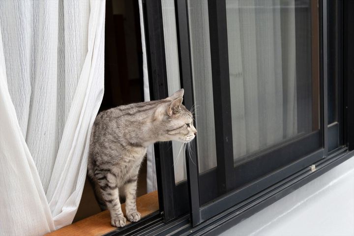 愛猫が脱走した時は、どうするのが良いのでしょうか？