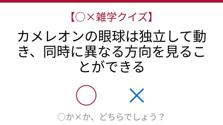 【○×雑学クイズ】これ本当？カメレオンの超人的な視力の秘密の問題画像
