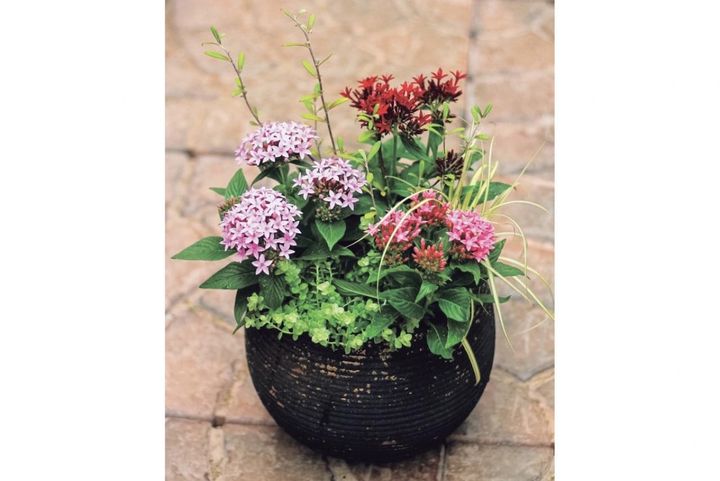 初心者でも夏じゅう楽しめる「3A」寄せ植えとは？ 1種類×3ポットで形が決まる超簡単レシピ