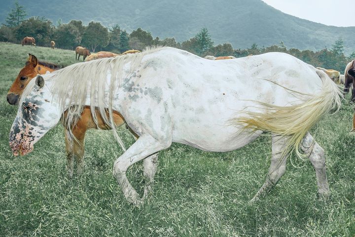 写真集『Pneuma』内の作品