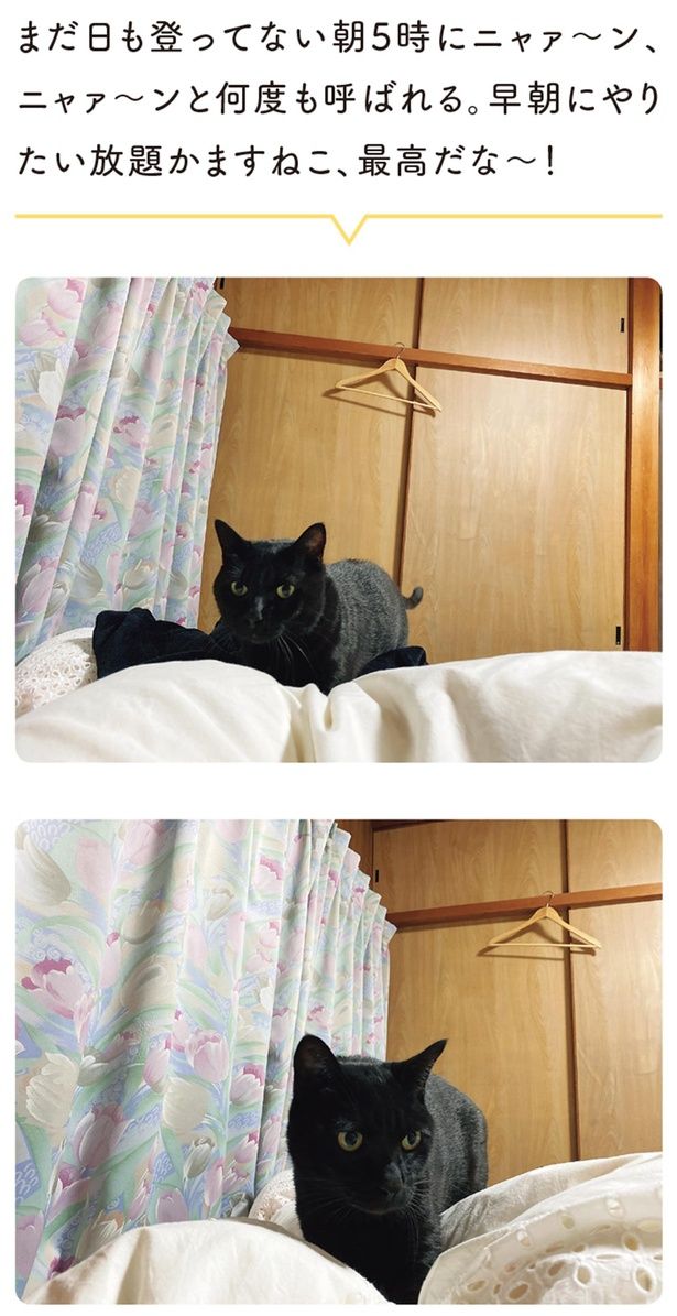 早朝にやりたい放題かますねこ、最高だな～！ （C）AKR／KADOKAWA