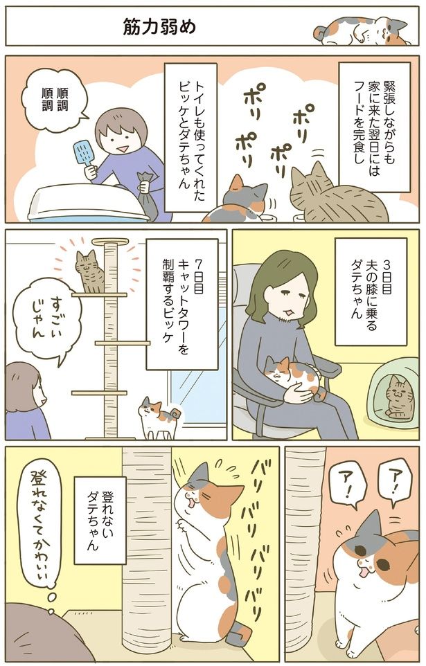 キャットタワーを用意 （C）卵山玉子／KADOKAWA