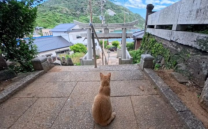 景色を眺める猫