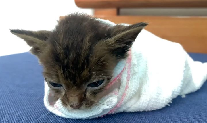 包まれる保護子猫
