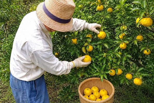 【千葉県】無添加・無農薬で育てた国産柚子を果皮まで使用！濃密な味と香りの「柚子タルト」発売