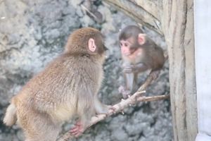 市川市動植物園で見守るパンチの優しい成長