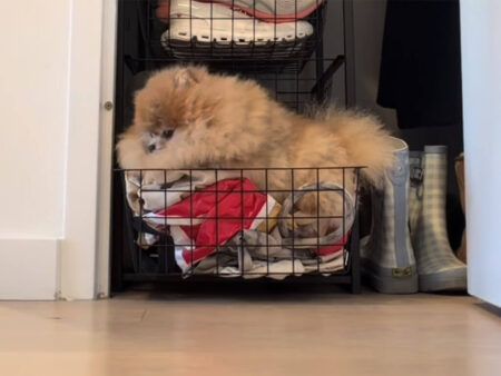 ここを開けて！ 自分だけの秘密のベッドをおねだりするポメラニアンさん