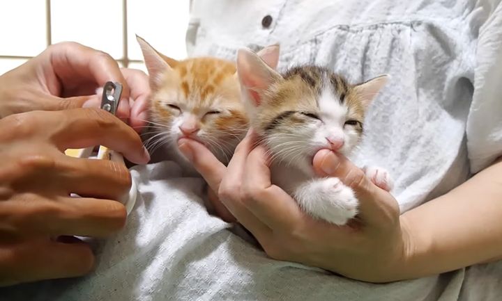 指チュパ中に爪を切られる子猫達