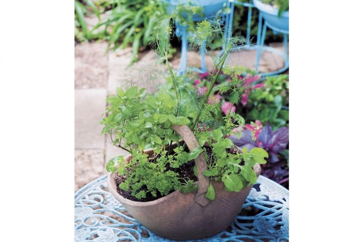 サラダにすぐ使える【ハーブ寄せ植え】2種類を紹介！ 初心者でも育てやすい苗の組み合わせと植え方