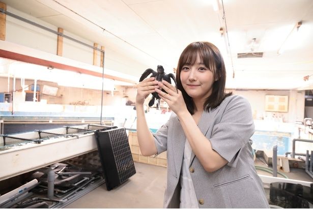 バックヤードの水槽で育てられているウミガメの赤ちゃん (C)KADOKAWA 撮影＝EDWARD.K