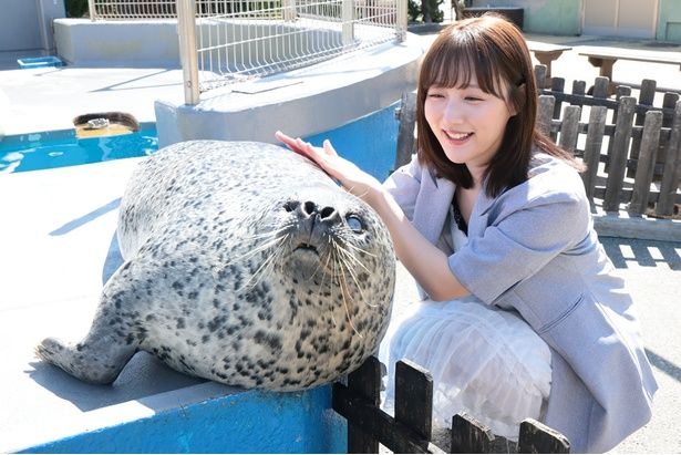 ゴマフアザラシのナルちゃんは、推定21歳のお母さんアザラシ (C)KADOKAWA 撮影＝EDWARD.K