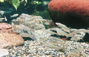 ＜岐阜＞カフェに水族館に図書館、気ままな岐阜ドライブの日【FUDGENA：おおえさきの週末京都クリップ vol.41】