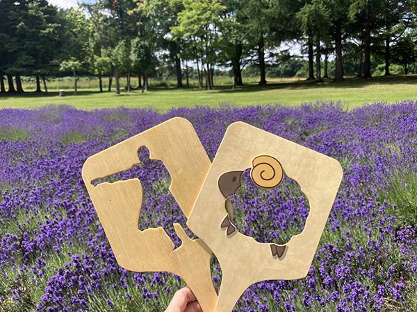 【北海道札幌市】参加無料・道具不要！さっぽろ羊ヶ丘展望台にて「ラベンダー刈り取り体験」実施