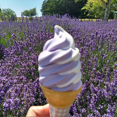 【北海道札幌市】参加無料・道具不要！さっぽろ羊ヶ丘展望台にて「ラベンダー刈り取り体験」実施