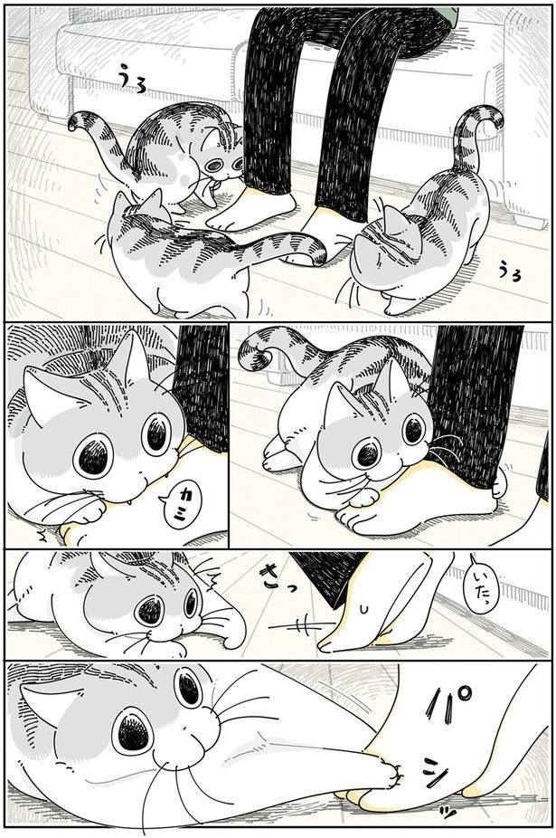 やんちゃモードなネコ （C）キュルZ／KADOKAWA