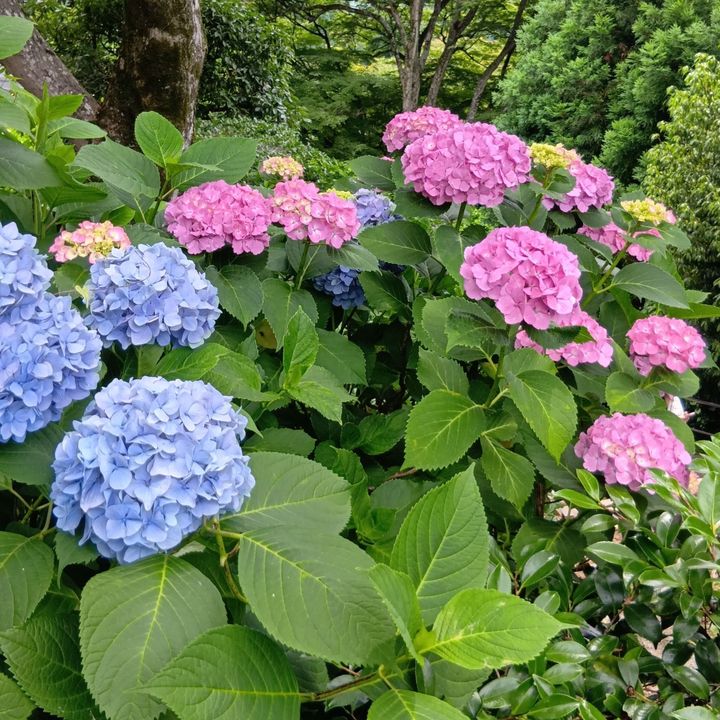 だるまバージョンの不気味で不思議なダルマミャクミャク？！【勝尾寺】というだるまで有名なお寺で発見！