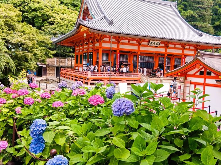 だるまバージョンの不気味で不思議なダルマミャクミャク？！【勝尾寺】というだるまで有名なお寺で発見！