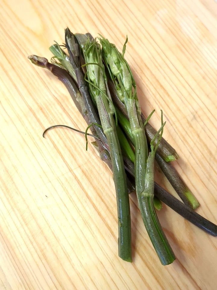 茹でてみます！