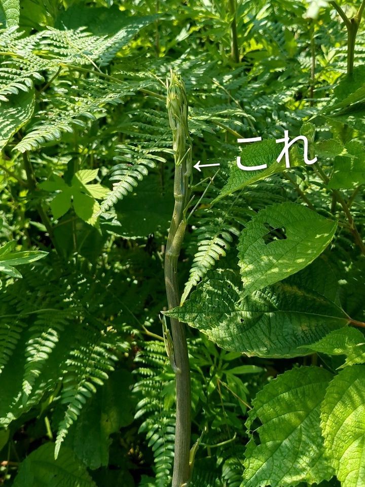 【山のアスパラ】シオデってご存知ですか？