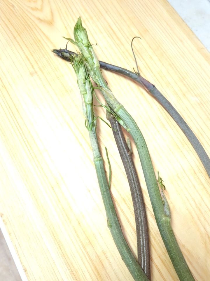 こちらが採ってきたものです！
