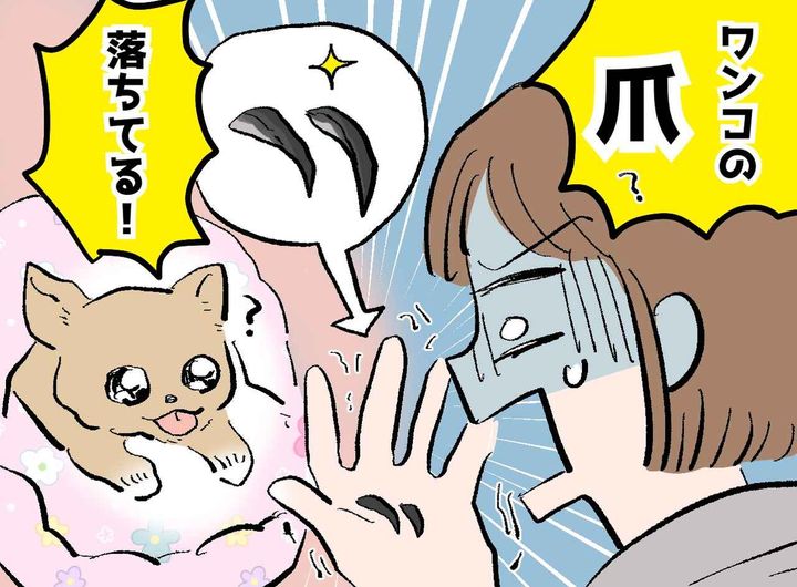 画像: 愛犬の布団から「2本の爪」が！？ 慌てて病院に駆け込むと『まさかの正体』に「恥ずかしすぎる」