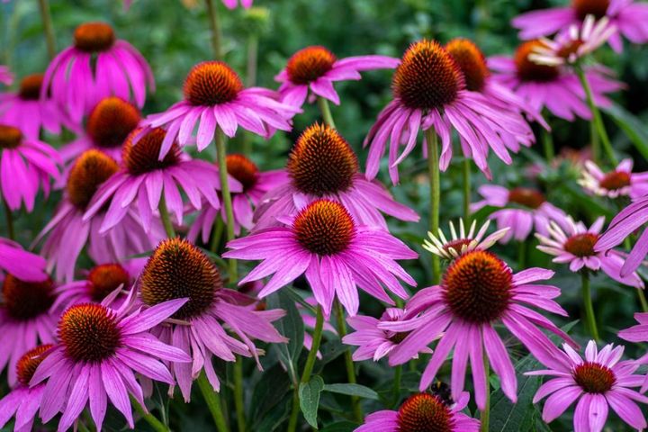 植えっぱなしで毎年咲く【宿根草・多年草】10選。初夏の庭を明るくする花と長く楽しむコツ