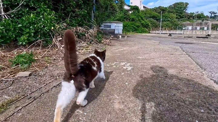 猫に案内された