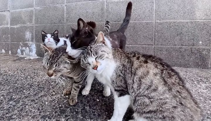 猫の家族が総出でお出迎えしてくれた