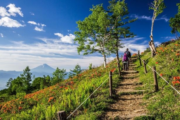 登山道の先に、雄大な富士山。甘利山ならではの絶景が広がる